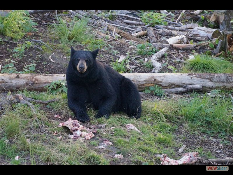 Black Bear Viewing 13