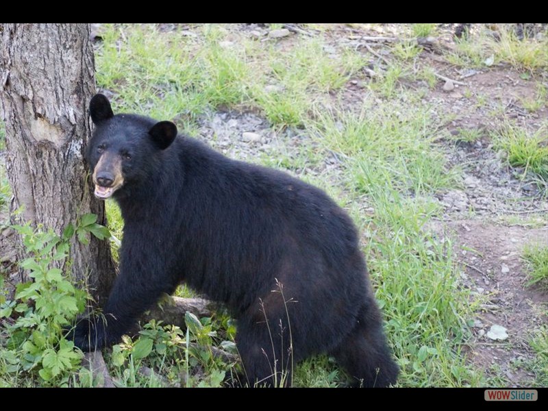 Black Bear Viewing 14
