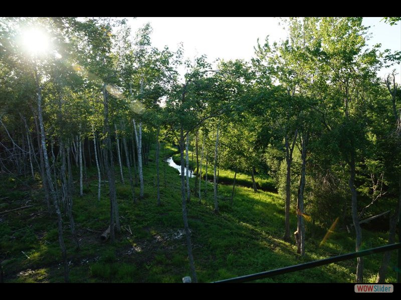 Black Bear Viewing 15