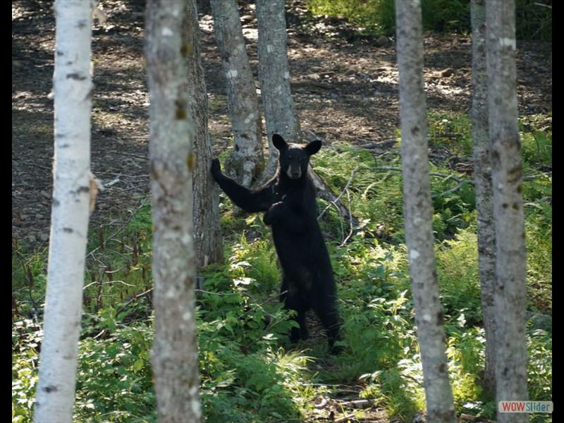 Young Bear Leaning Against Tree