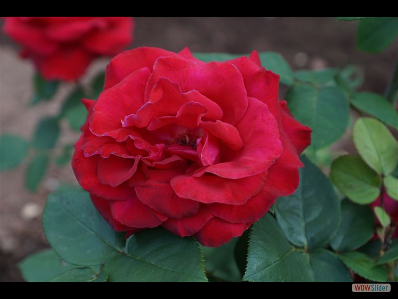 Governor General Mansion Gardens 05